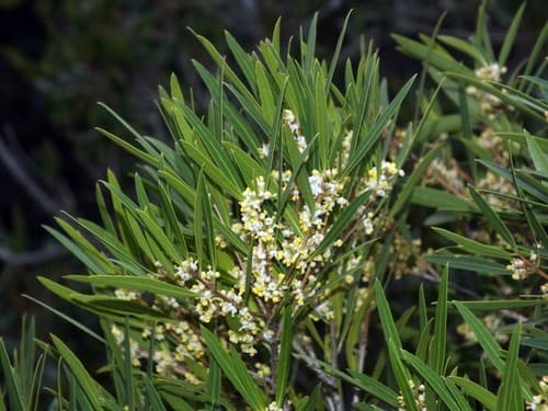 Narrow-leaved Mock Privet