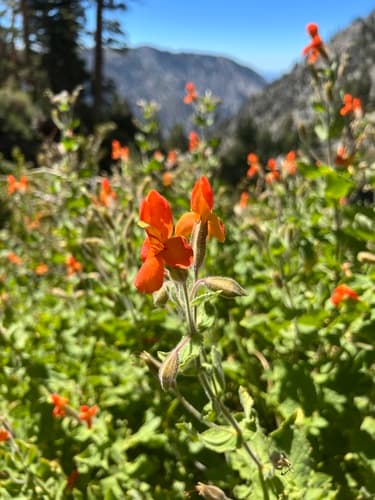 Scarlet Monkeyflower