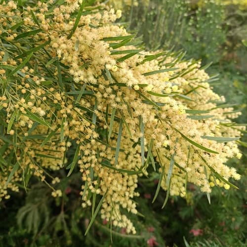 Brisbane Wattle Bonsai