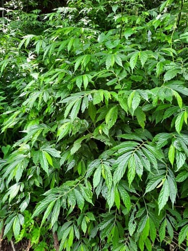 Large lineolate Elatostema