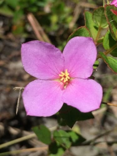 short-stemmed meadowbeauty