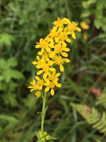 Cut-leaf Goldenrod