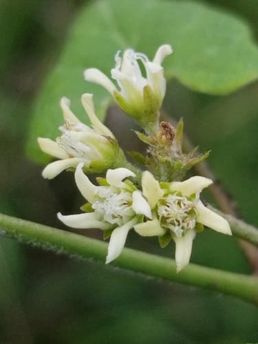 Honey-vine Climbing Milkweed