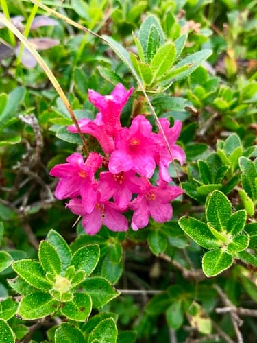 Hairy Alpenrose Bonsai