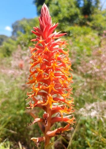 Scarlet Lady's Tresses