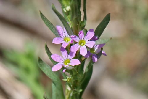 Hyssop Loosestrife Bonsai