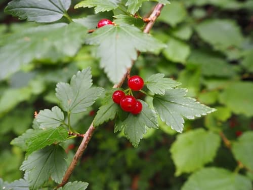 Mountain Currant