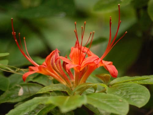 Flame Azalea