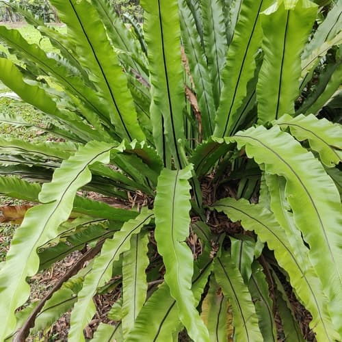 Bird's Nest Fern