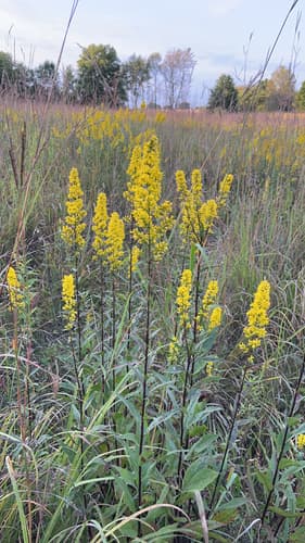 Stiff-leaved Showy Goldenrod