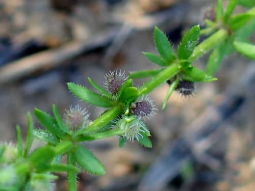 Southwestern bedstraw