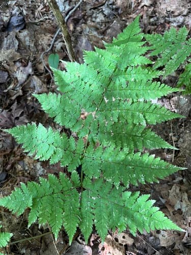 Mountain Wood Fern
