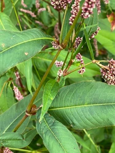 Far Eastern smartweed