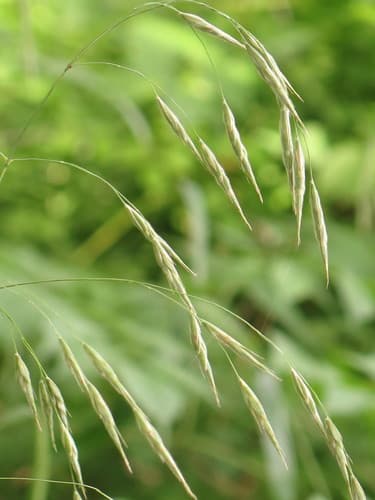 Hairy Woodland Brome Bonsai