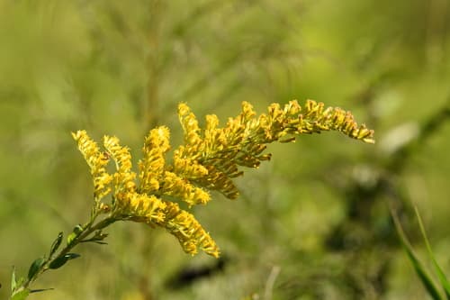 Pine-Barren Goldenrod Bonsai