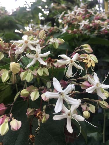 Harlequin Glorybower Bonsai