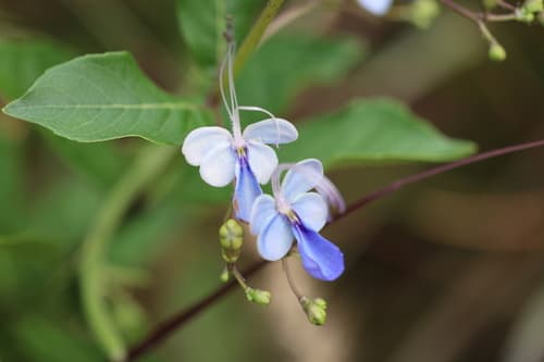 Rough-leaved Cats-whiskers Bonsai