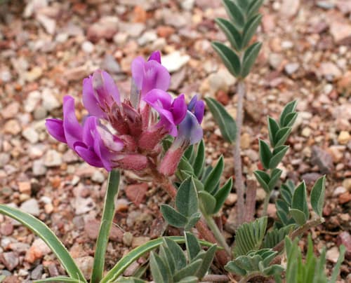 Early Purple Milkvetch