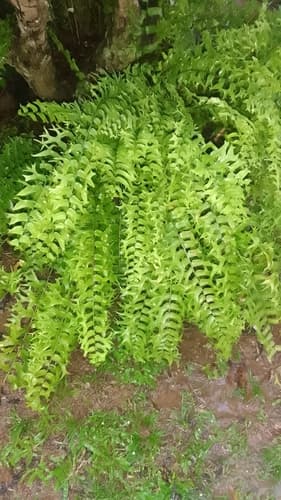 Fishtail Swordfern