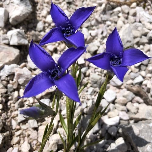 Fringe-flowered Gentian