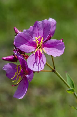 Savannah meadowbeauty