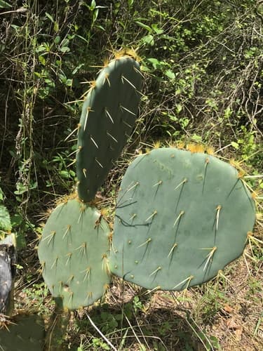Texas Pricklypear