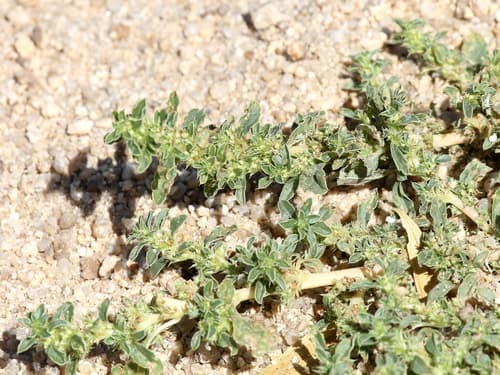 Procumbent Pigweed Bonsai