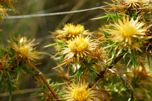 Clustered Carline-thistle