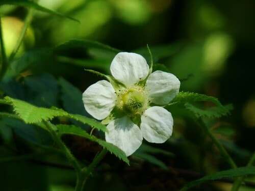 Roseleaf Bramble Flower