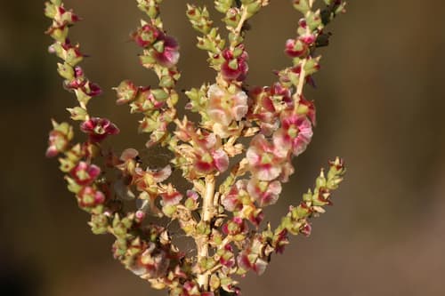 Mediterranean Saltwort
