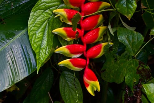 Hanging Lobster Claw Heliconia