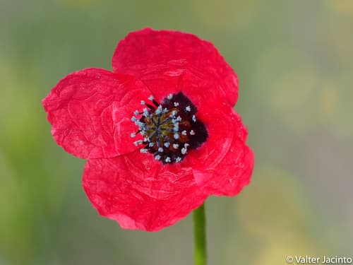 Rough Poppy