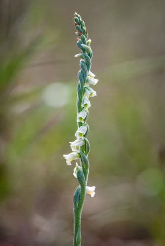 Autumn Ladies' Tresses
