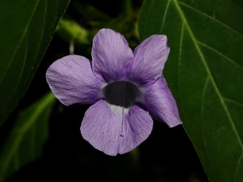 Philippine violet