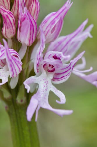 Naked-man Orchid Bonsai Specimen