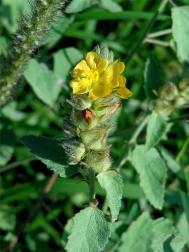 Indian Valley false mallow