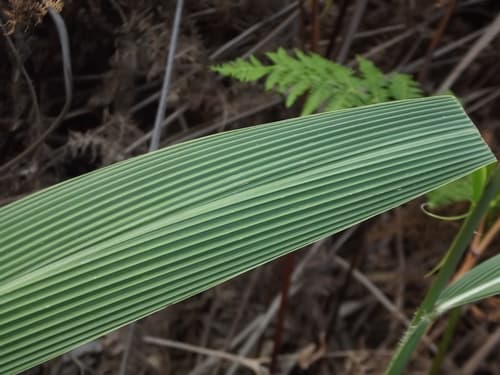 Broadleaf Bristlegrass