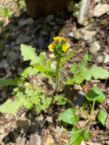 Tall false hawksbeard