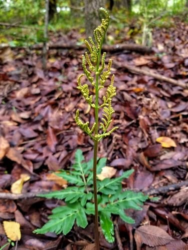 Sparse-lobed Grapefern