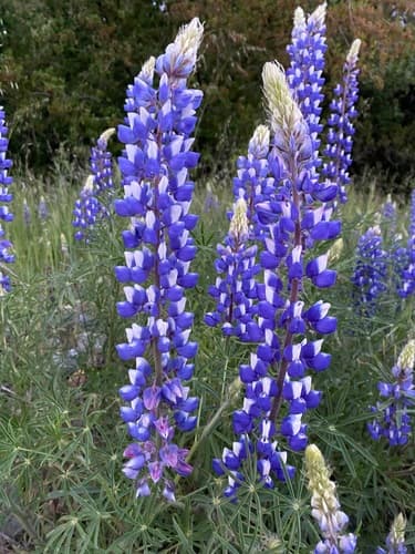 Spider Lupine Bonsai