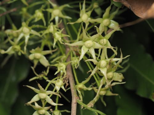 False Ashoka Bonsai (Flowering)