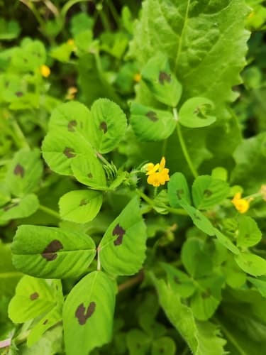 Spotted Medick Bonsai