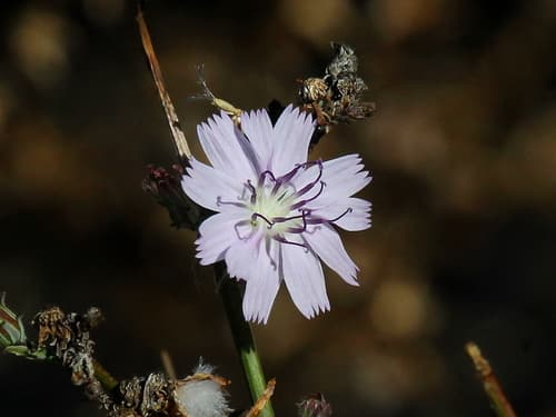 San Diego Wirelettuce