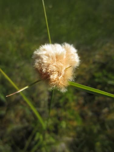 Tawny Cottongrass