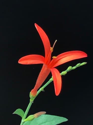 Flame Acanthus Bonsai (Flower Detail)