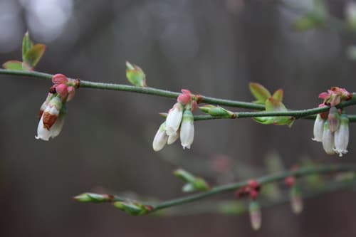 Mayberry Flowering Plant