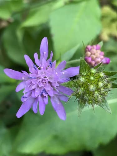 Wood Scabious Flower
