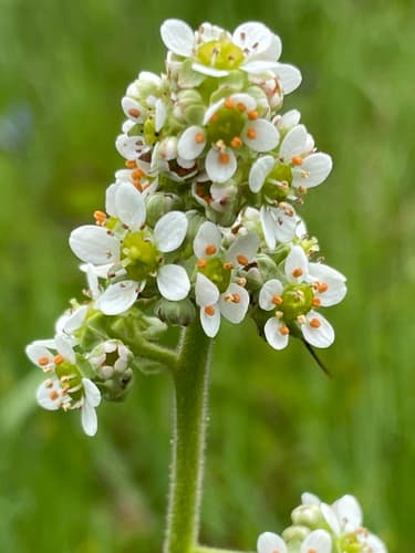 Oregon Saxifrage