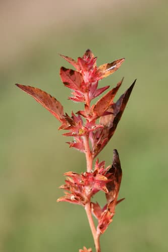 Slender Three-seeded Mercury Bonsai