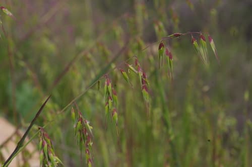 longflower veldtgrass